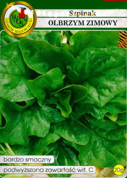 Winter spinach "Olbrzym zimovy"